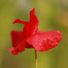 Mohn bei uns im Garten