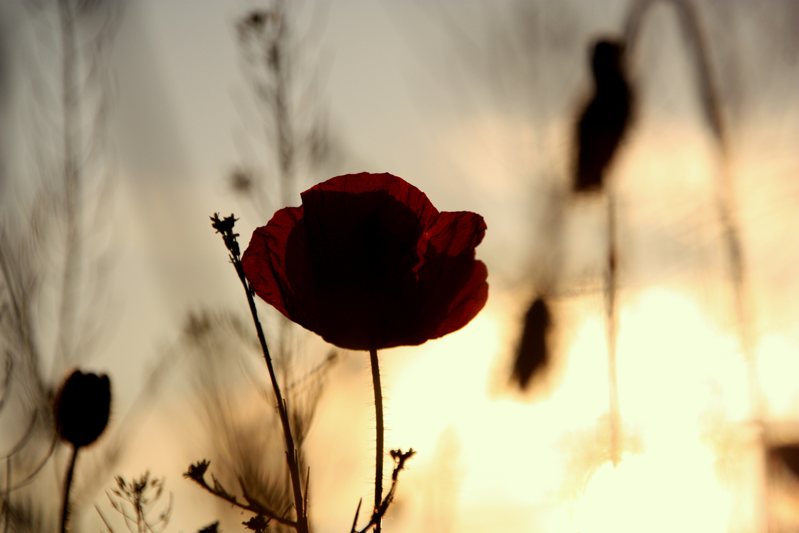 Mohn bei untergehender Sonne