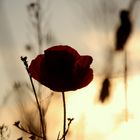 Mohn bei untergehender Sonne