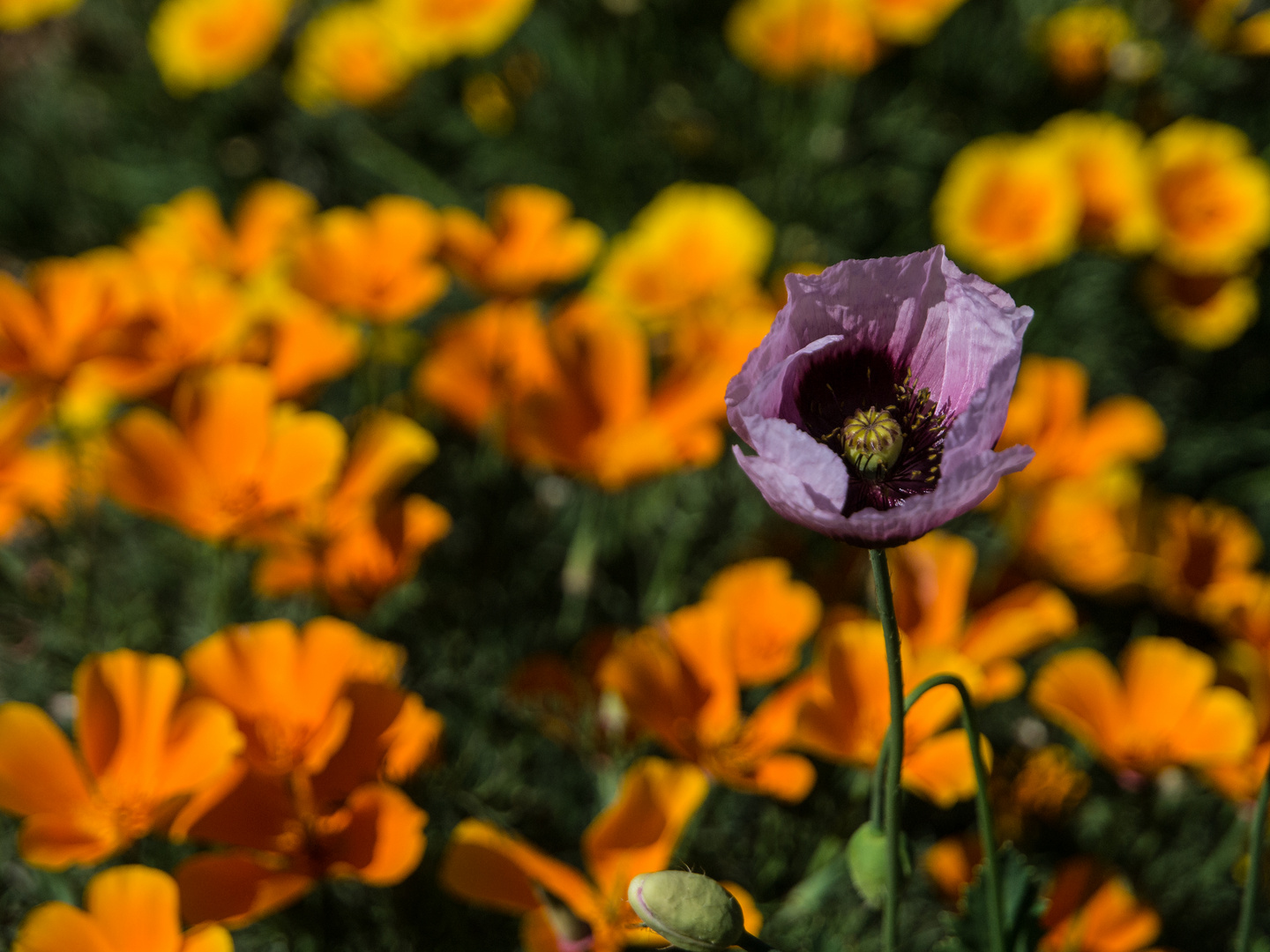 Mohn bei Vilaflor