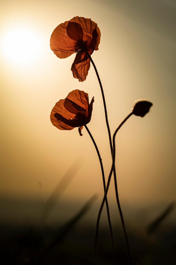 Mohn beim Sonnenaufgang