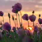 Mohn beim Sonnenuntergang