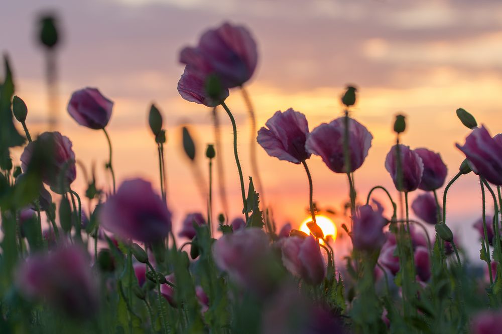 Mohn beim Sonnenuntergang