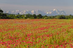 Mohn-Berge