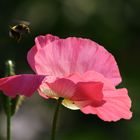 Mohn Besuch im Anflug..