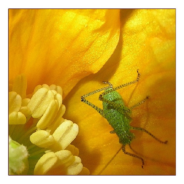 Mohn-Besucher