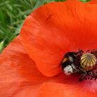 Mohn-Besucher