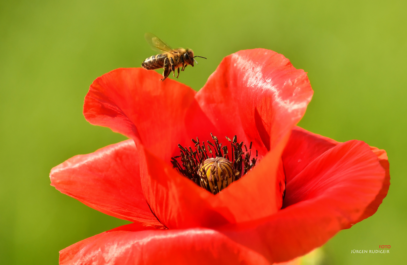 Mohn bevorzugt 