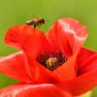 Mohn bevorzugt 