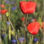 Mohn-Bewohner