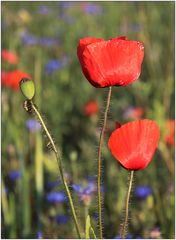 Mohn-Bewohner