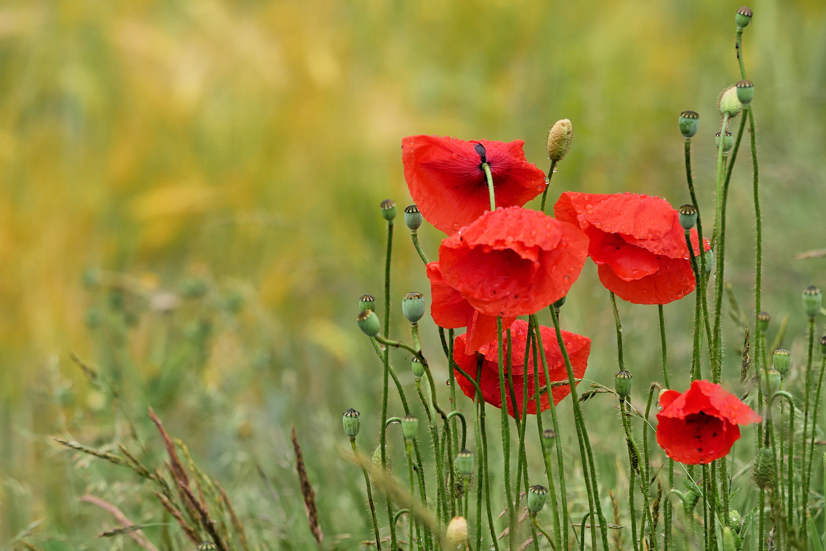 MOHN