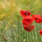 MOHN