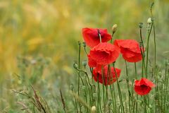 MOHN