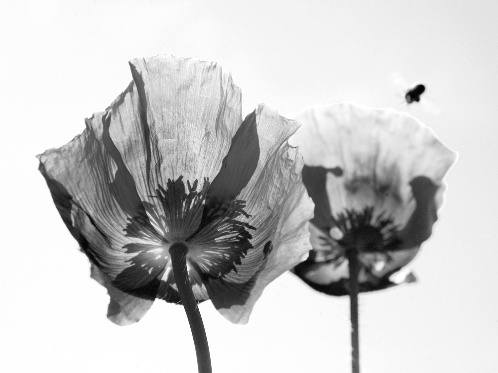 Mohn von Susanne Marx 