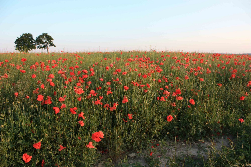 Mohn