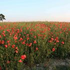 Mohn