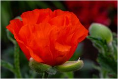 Mohn