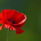 Mohn