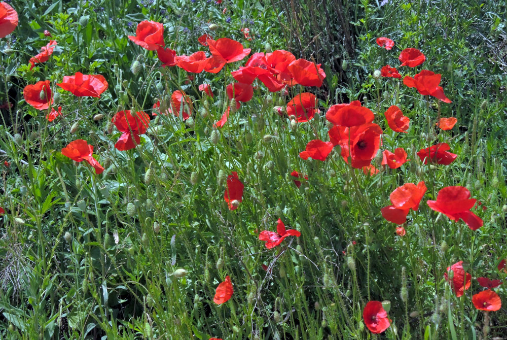 Mohn