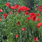 Mohn