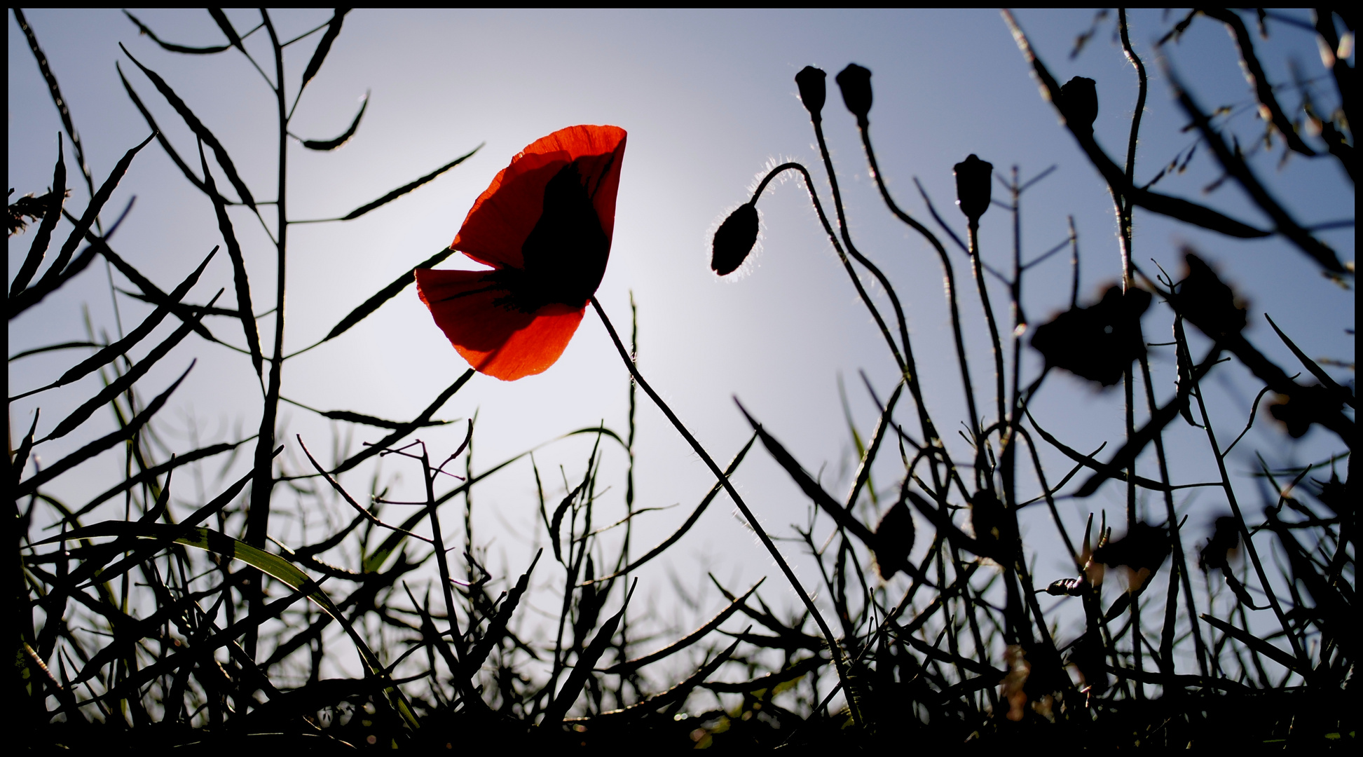 Mohn