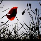 Mohn