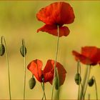 Mohn