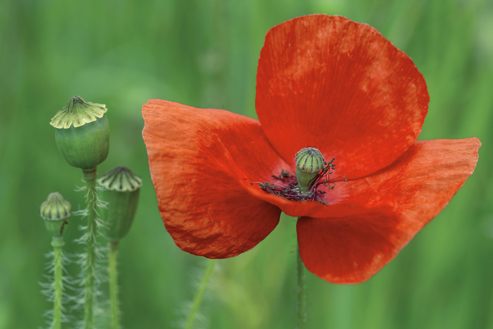 Mohn