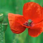 Mohn