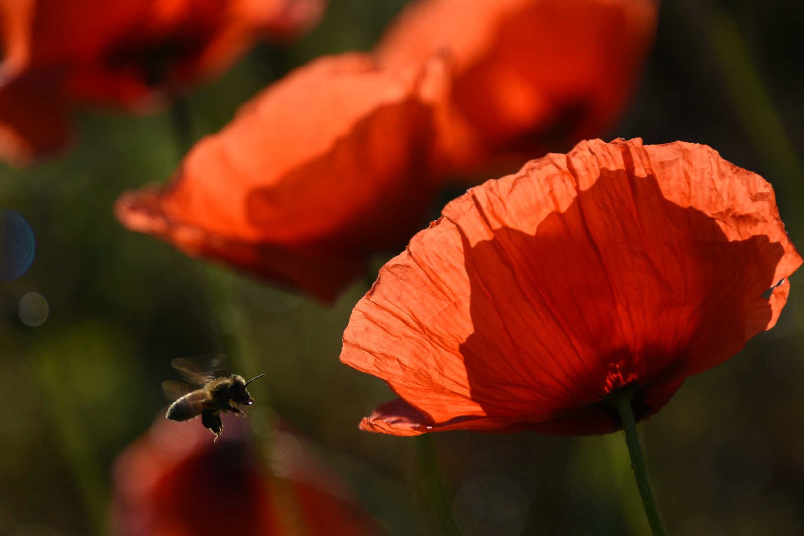 Mohn-Biene