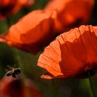 Mohn-Biene