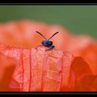 ~ Mohn-Biene ~