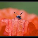 ~ Mohn-Biene ~