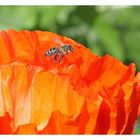 Mohn Biene