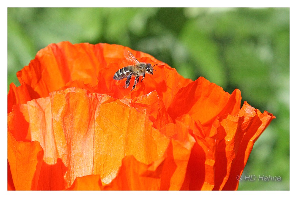 Mohn Biene