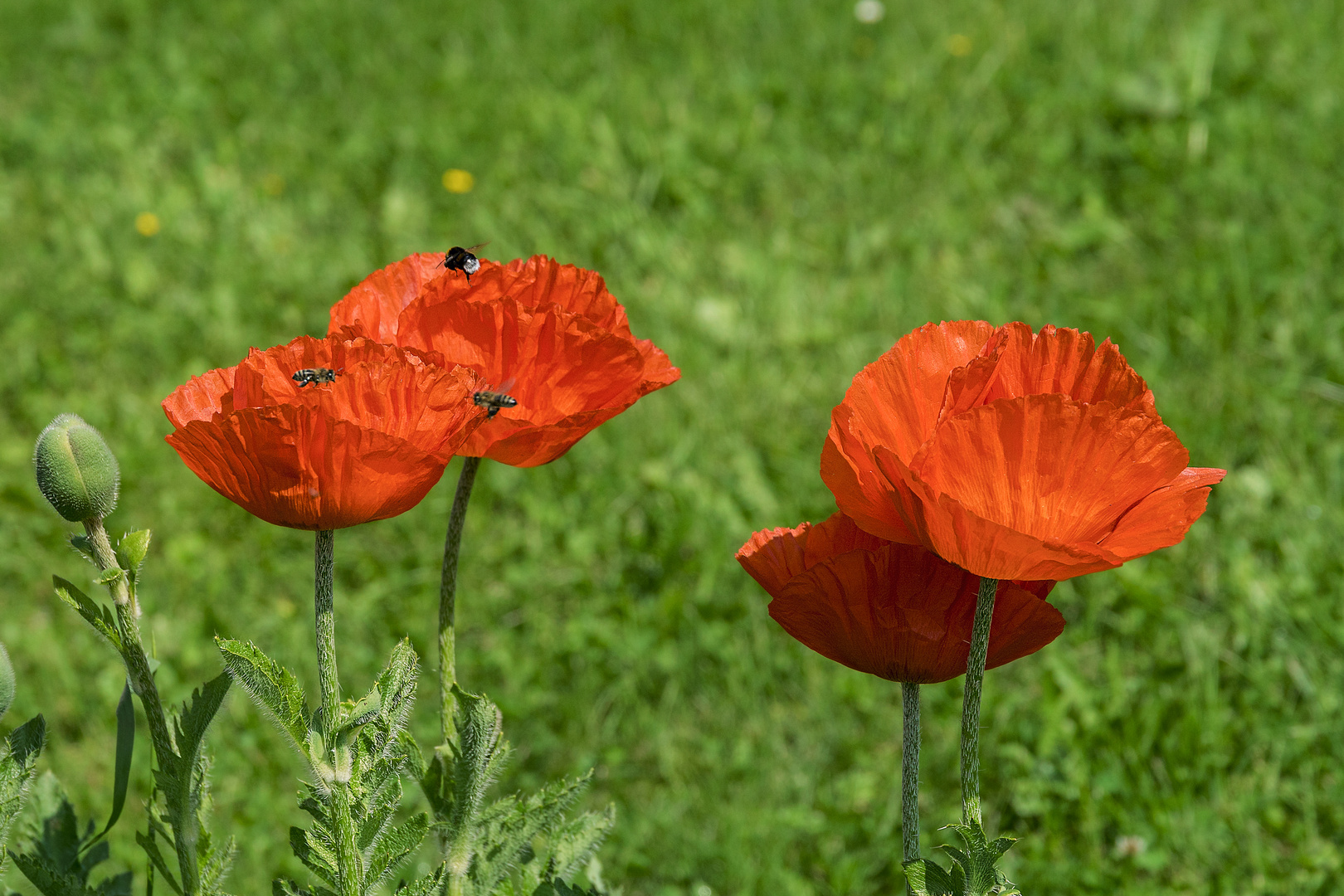 Mohn Bienen und Hummel