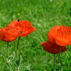 Mohn Bienen und Hummel