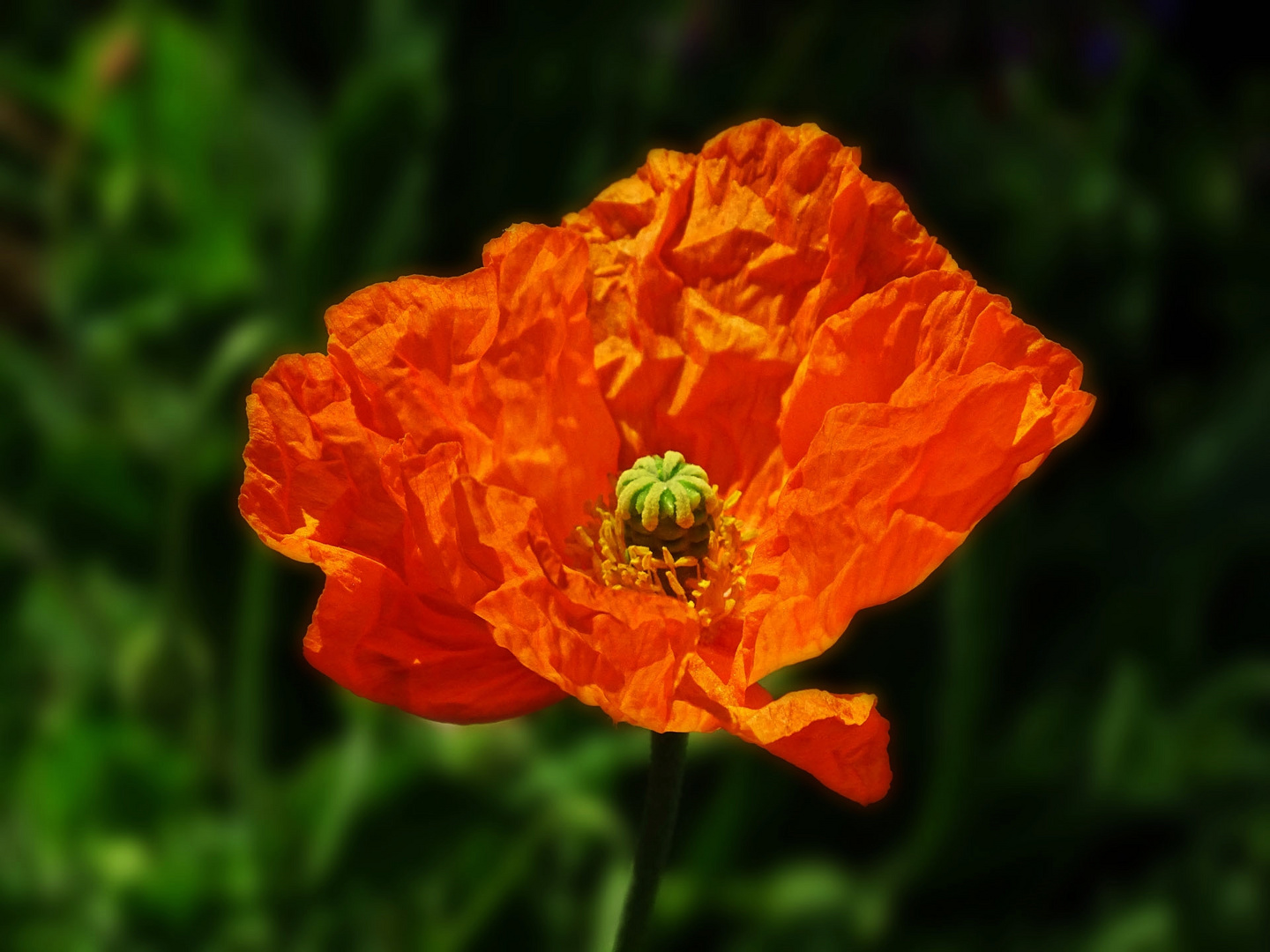 Mohn   - bitte Text lesen 