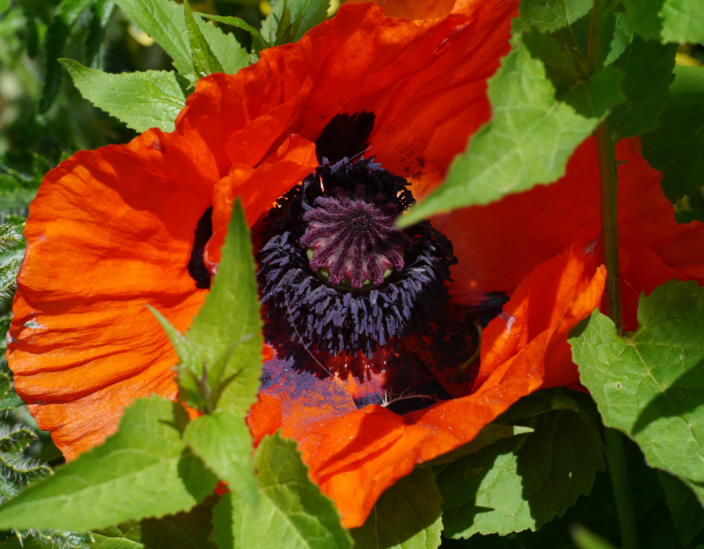 Mohn - Blaue Pollen