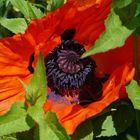 Mohn - Blaue Pollen