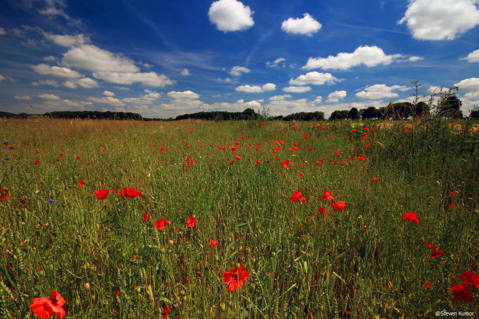 Mohn, blauer Himmel, grüne Wiese - was will man mehr?