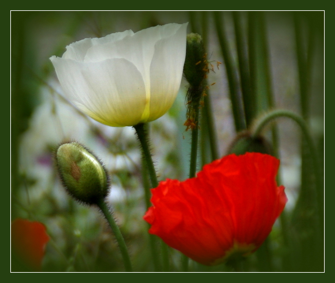 Mohn - Blick...