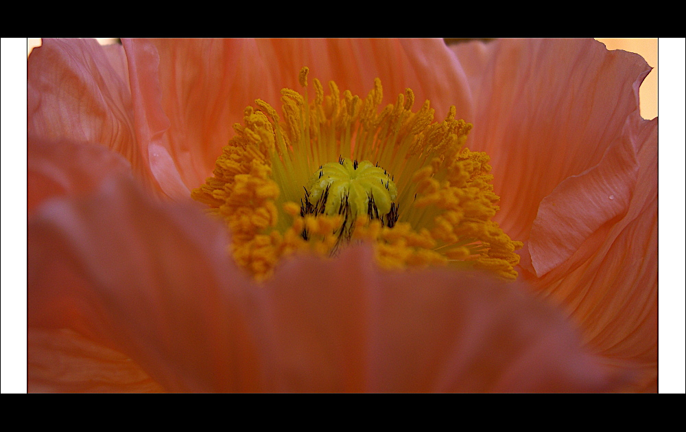 Mohn - Blick ins Innere