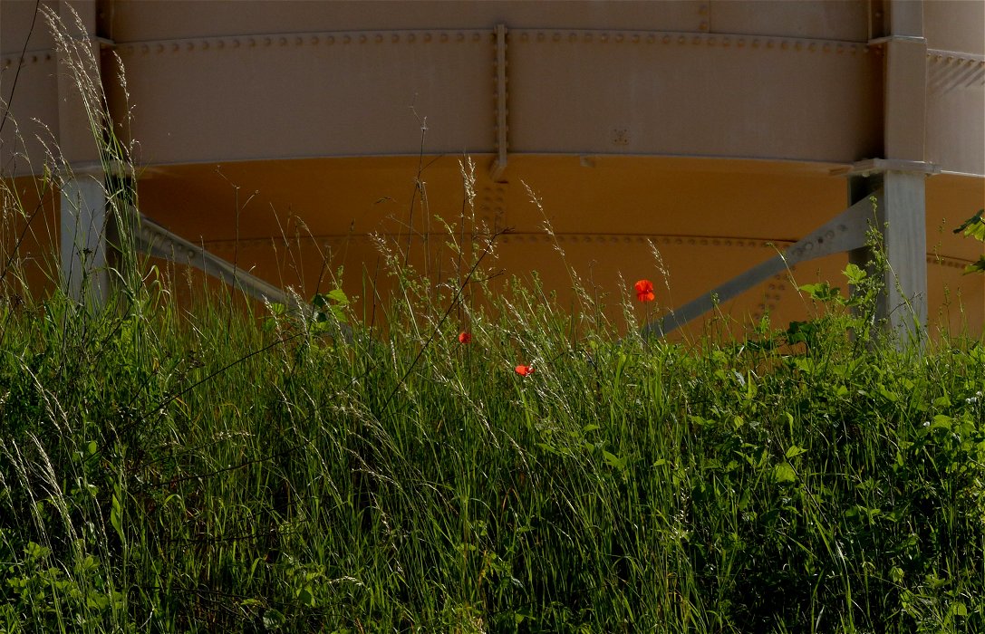 Mohn, Blomen und der Zement