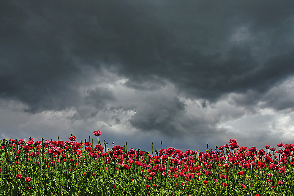 Mohn blüht