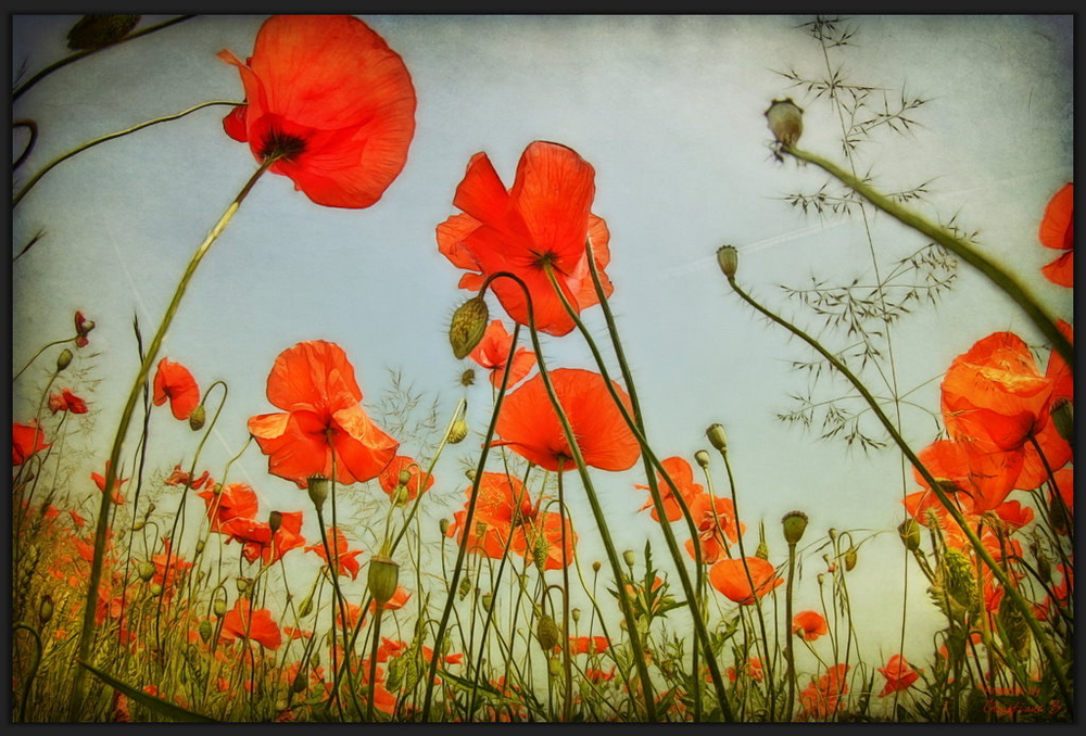 mohn blüht an den rändern der tage