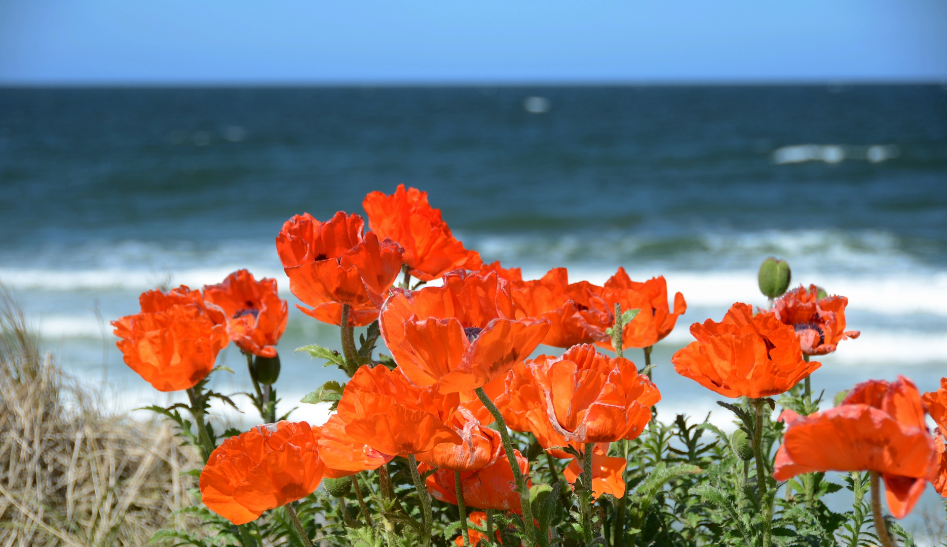 Mohn blüht endlich wieder