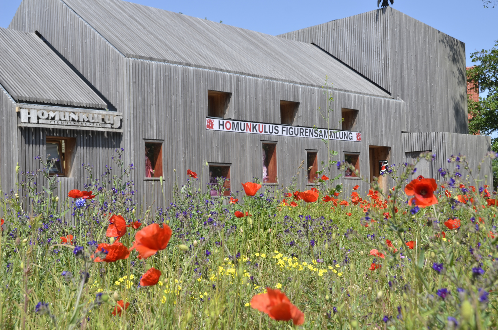 Mohn-Blühte  am Homunkulus