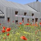 Mohn-Blühte  am Homunkulus